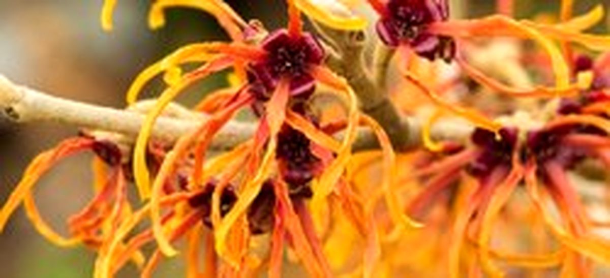 ۲۴ خاصیت شگفت انگیز فندق افسونگر