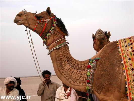 آرایش به سبک شترها /عکس