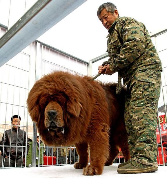 تصویر/ سگ 450 کیلویی در چین