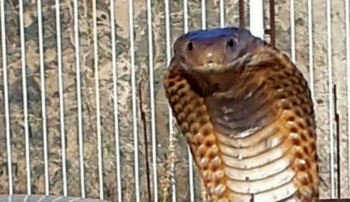 عکس: صید مار کبری بر روی درب ورودی یک منزل در مشهد!