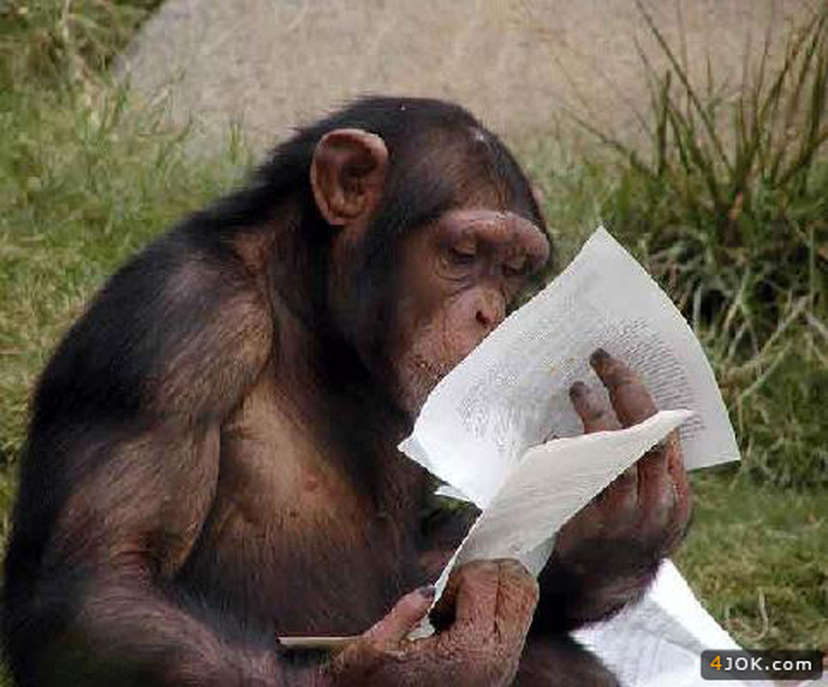 عکس/ مطالعه میمون!