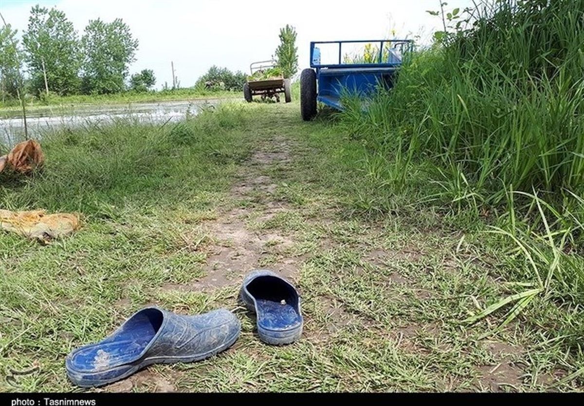 تصاویر:زنان گیلانی یاور مردان خود در کاشت برنج