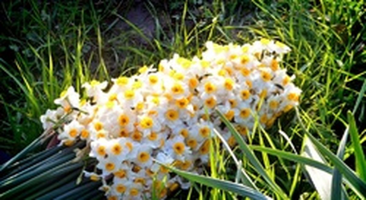 نرگس گلی ضد سرطان