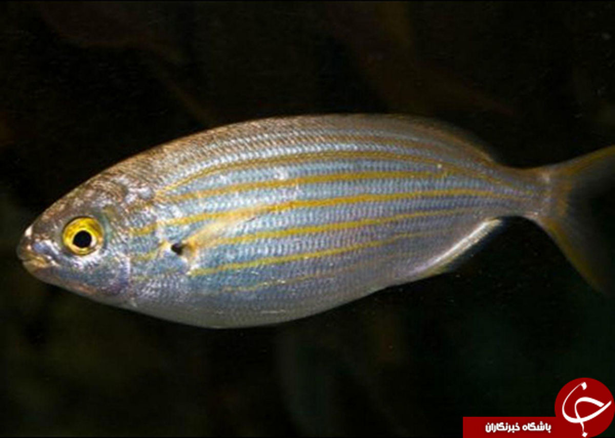 این ماهی ال اس دی تولید می‌کند +عکس