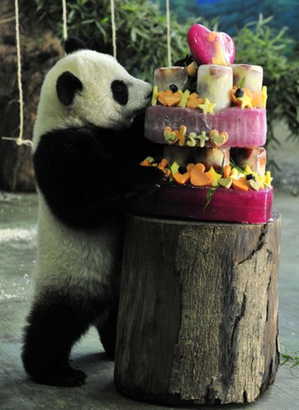 جشن تولد متفاوت!/ عکس