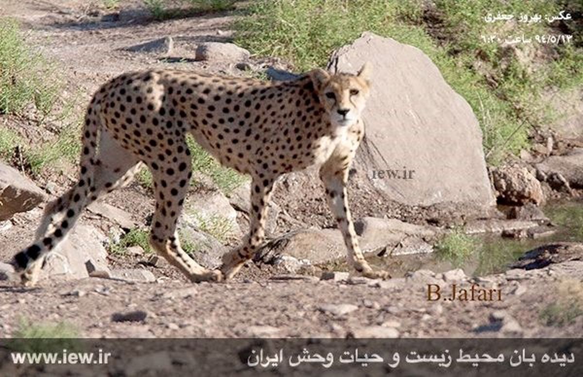 عکس: یوزپلنگ ایرانی در میاندشت
