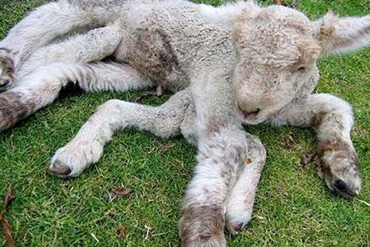 تولد بره‌ای با ۸ پا و ۳ چشم!/عکس