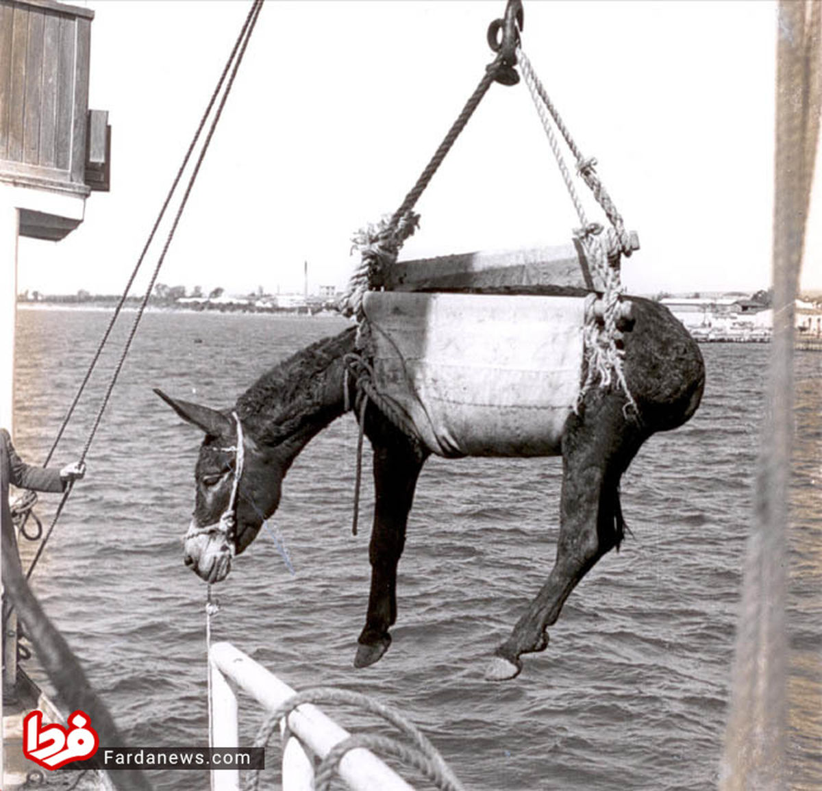 عکس: هدیه ویژه دولت آمریکا به ایران در زمان مصدق