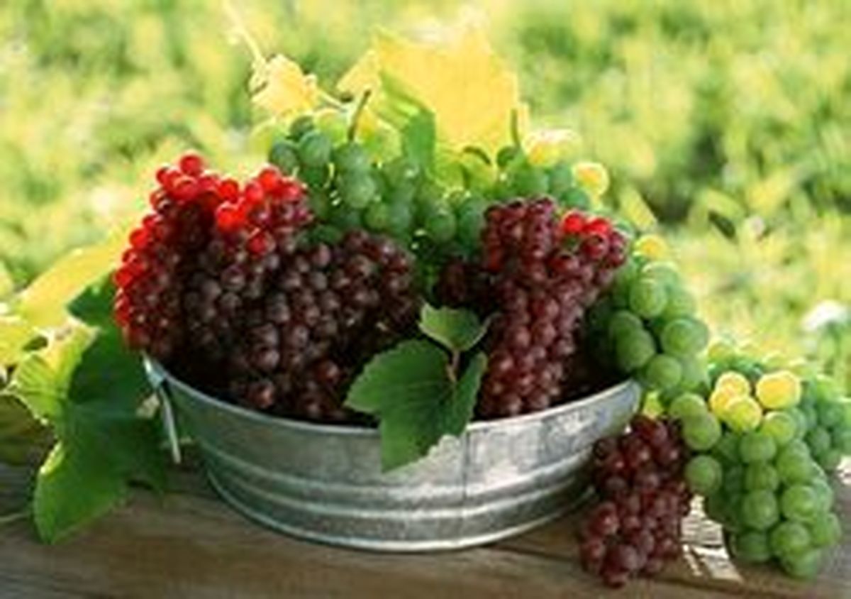 اهمیت و فایده مصرف انگور برای کودکان