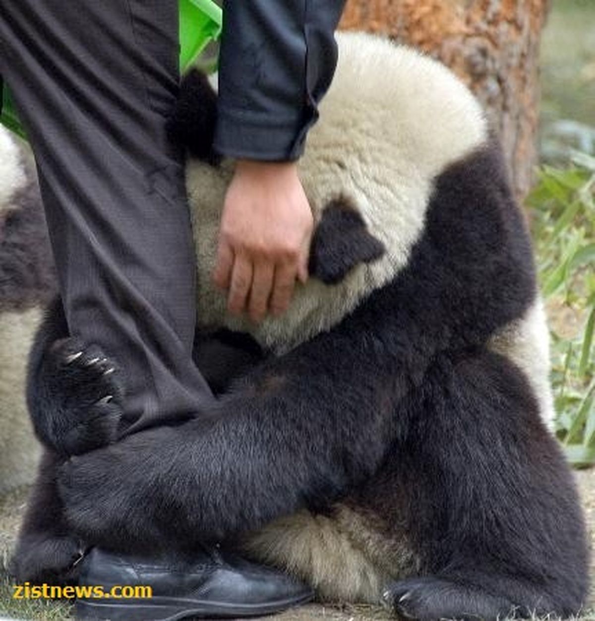 واکنش پاندا پس از زلزله!/عکس