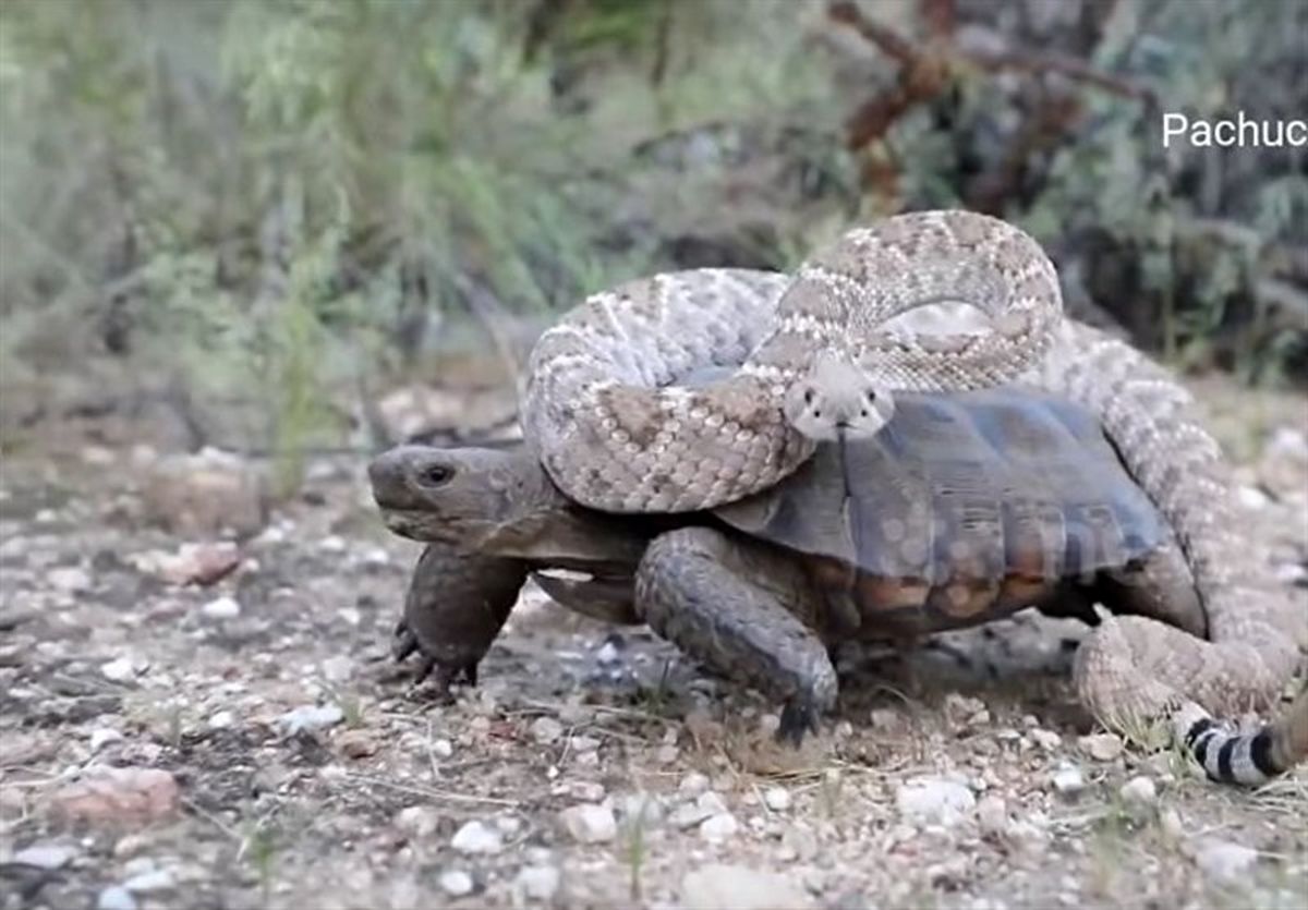 لاک‌پشت سواری عجیب یک مار زنگی! +عکس