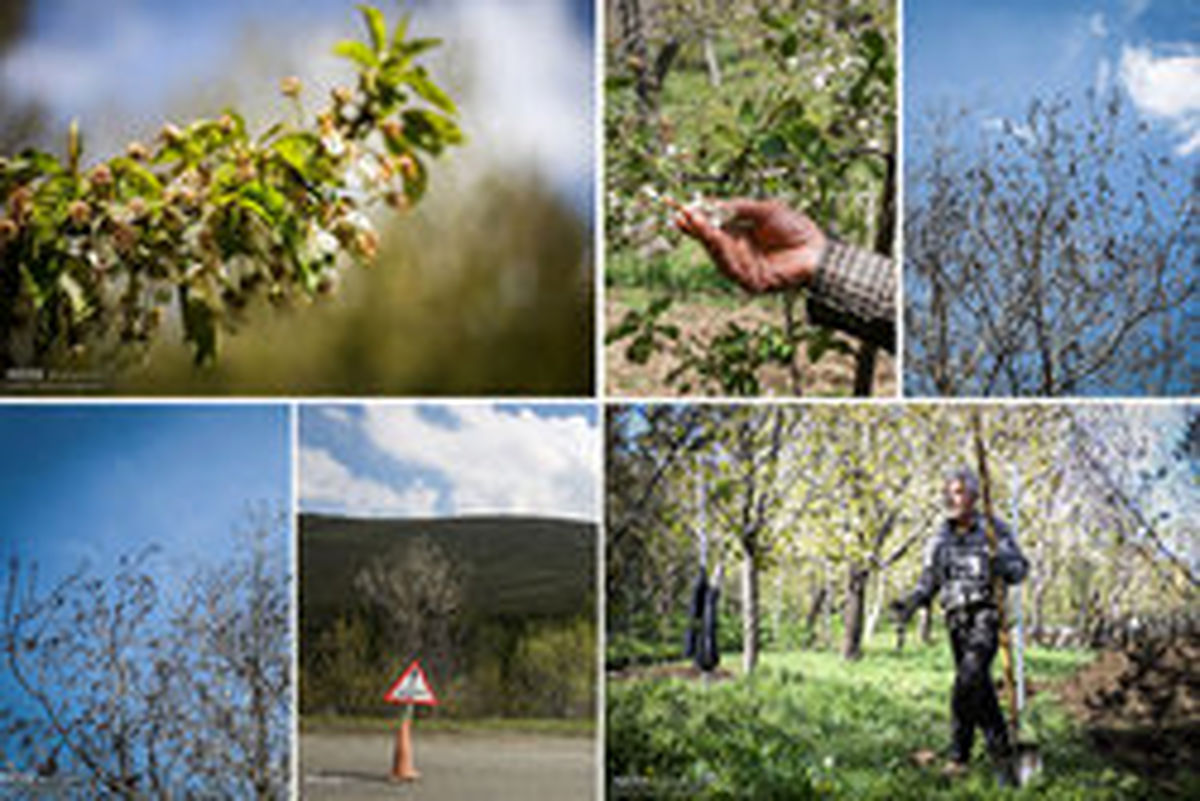 افزایش قیمت میوه بدلیل سرمازدگی است