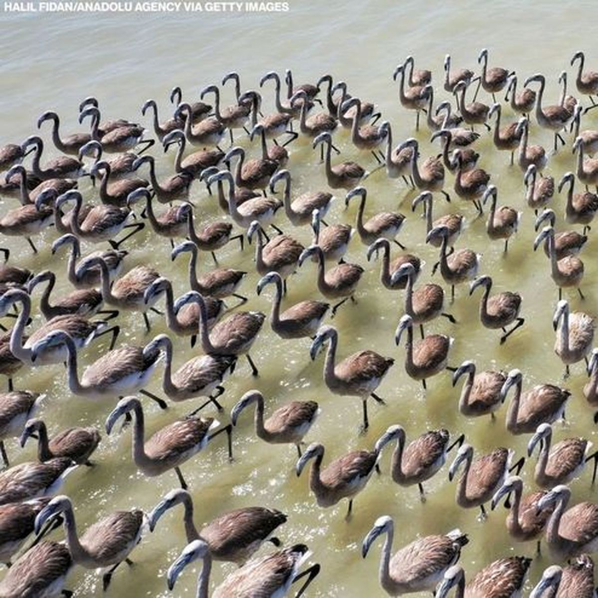 تصاویری از آماده شدن هزاران فلامینگو برای پرواز