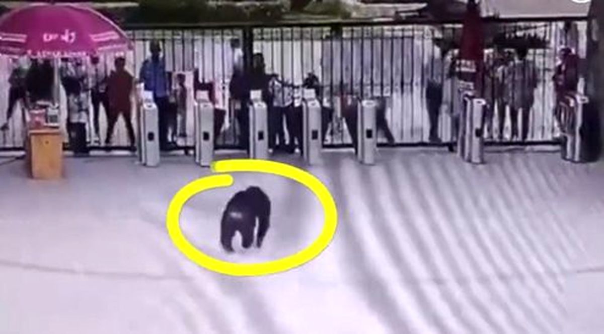 ضربه فنی کارگر باغ وحش توسط شامپانزه رزمی کار! +فیلم