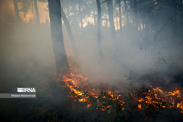 ردپای ‌‌انسان‌ ‌در آتش‌سوزی‌ جنگل‌ها محرز شد