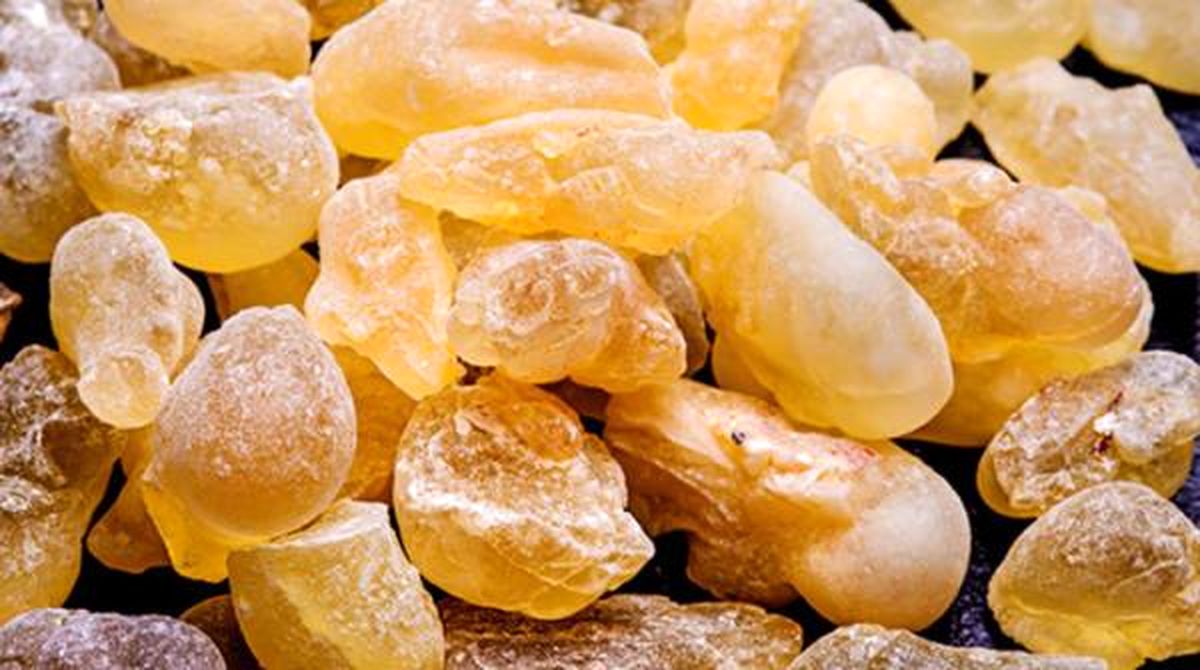 معجزه کندر /کندر چه خواصی دارد و چرا مفید است؟ 