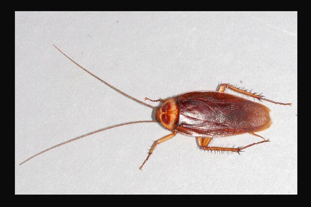 سوسک‌های خانه عامل بروز حساسیت هستند