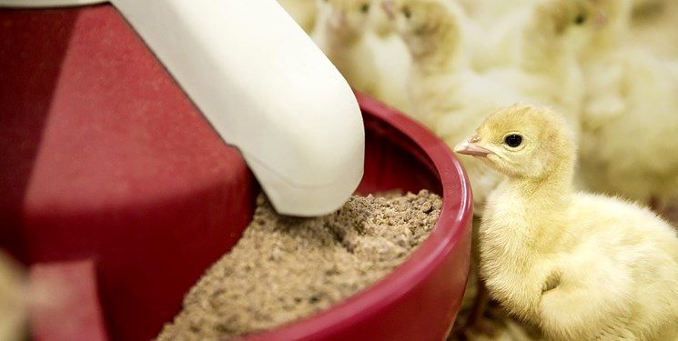 خوراک دام دولتی سر از بازار سیاه در می‌آورد