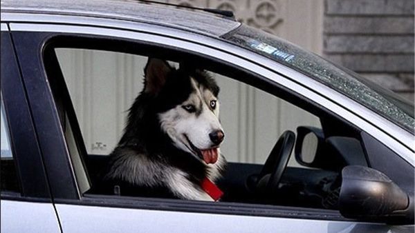 خودروی سگ‌گردان‌های اصفهانی توقیف می‌شود