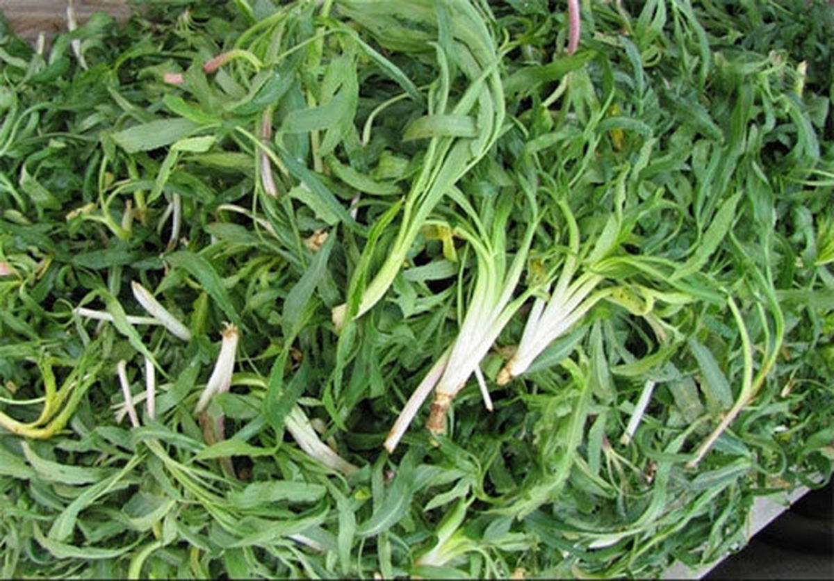 فواید درمانی فوق العاده گیاه «شنگ»