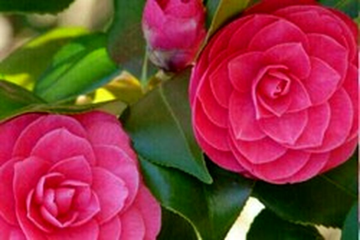 عکس: منظم‌ترین گل جهان