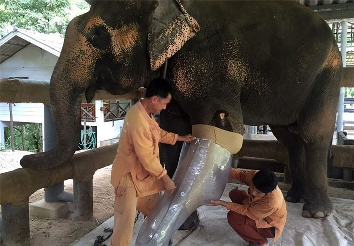 ساخت پای مصنوعی برای فیل معلول+تصاویر‌