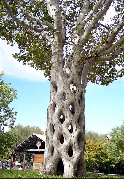 عکس/ درخت عجیب