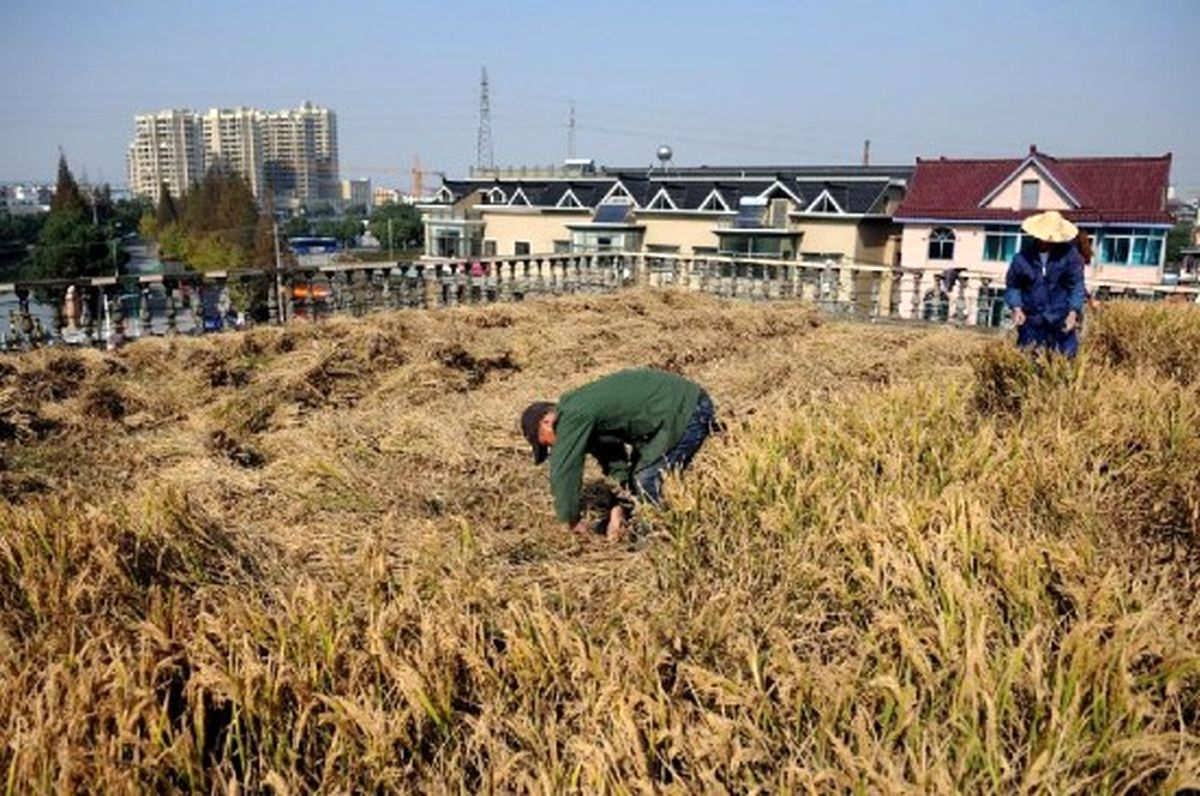 مرد چینی سقف خانه را مزرعه کرد/ تصاویر