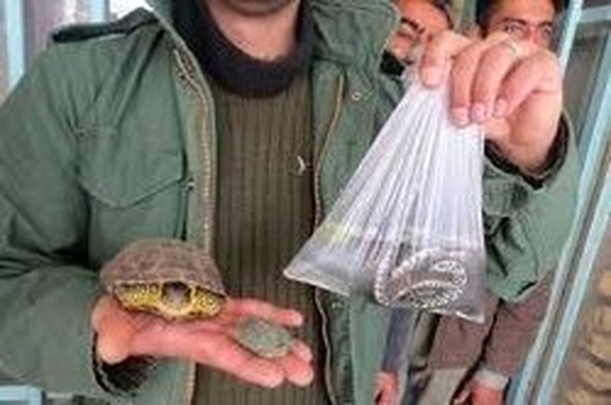 جانور‌هایی که به سفره هفت‌سین اضافه شدند