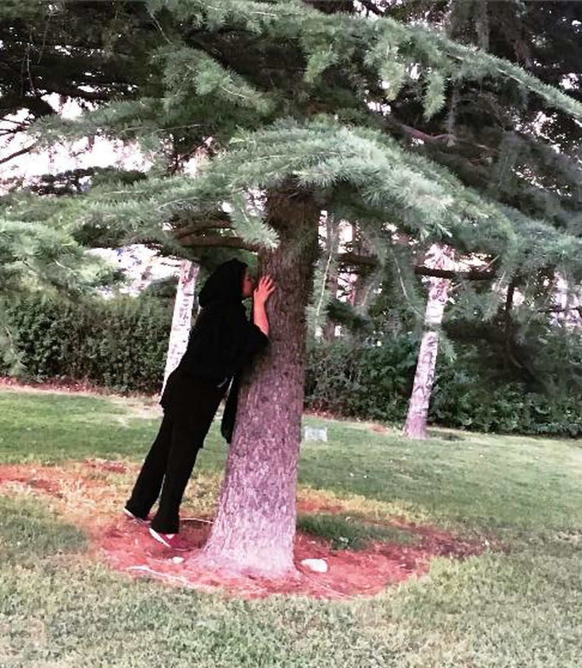 بوسیدن درخت توسط خانم بازیگر! +عکس