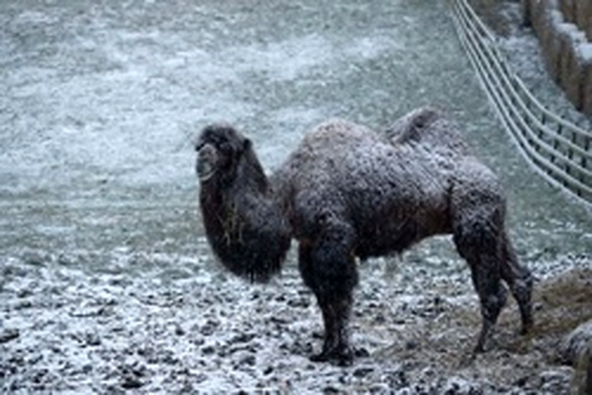 عکس: شتر دوکوهانه در میان برف