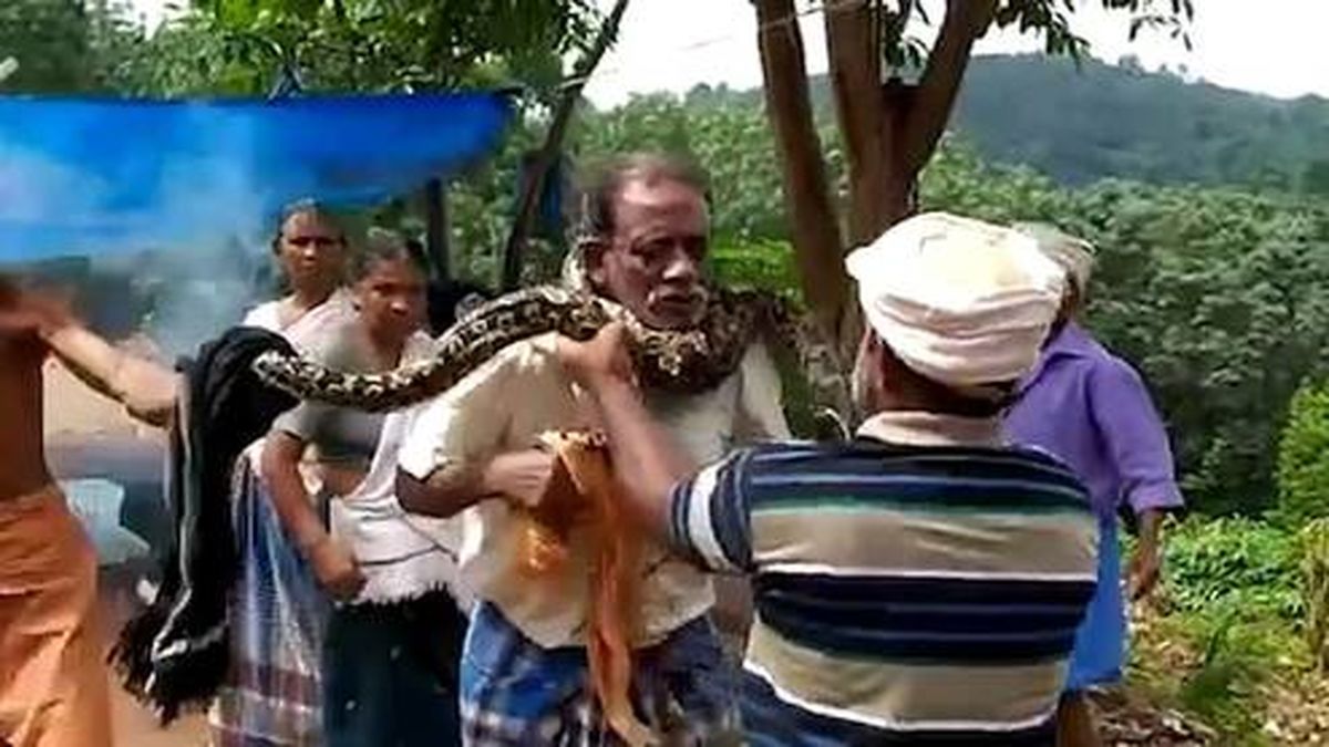 فیلم: حادثه غیرمنتظره برای معرکه گیر حین نمایش پبتون غول پیکر!