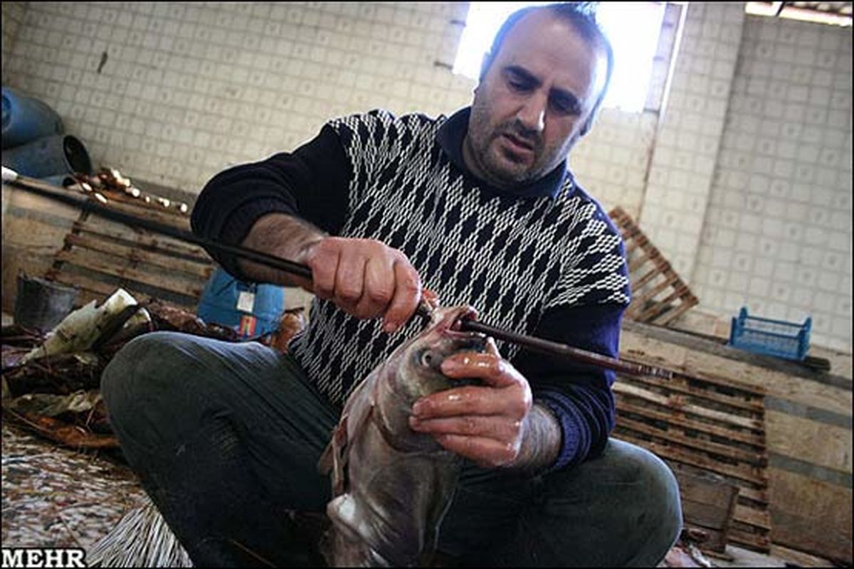 تصاویر/ کارگاه تهیه ماهی دودی