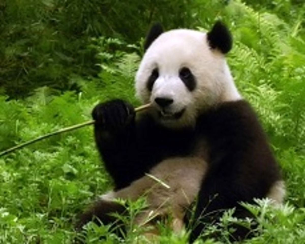 وقتی پاندا مسئولین باغ وحش را کلافه می‌کند +فیلم