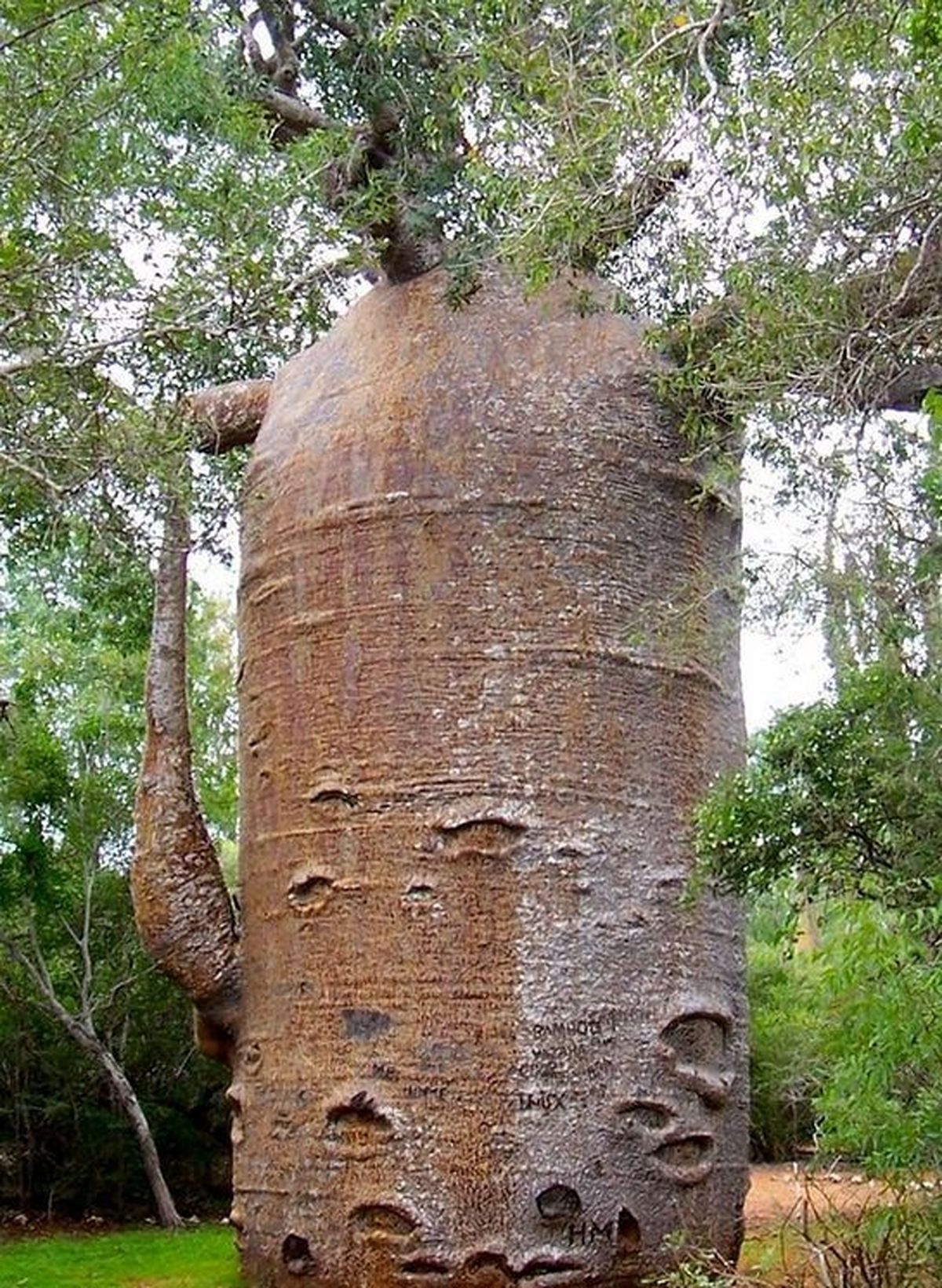 یک درخت عجیب/ عکس