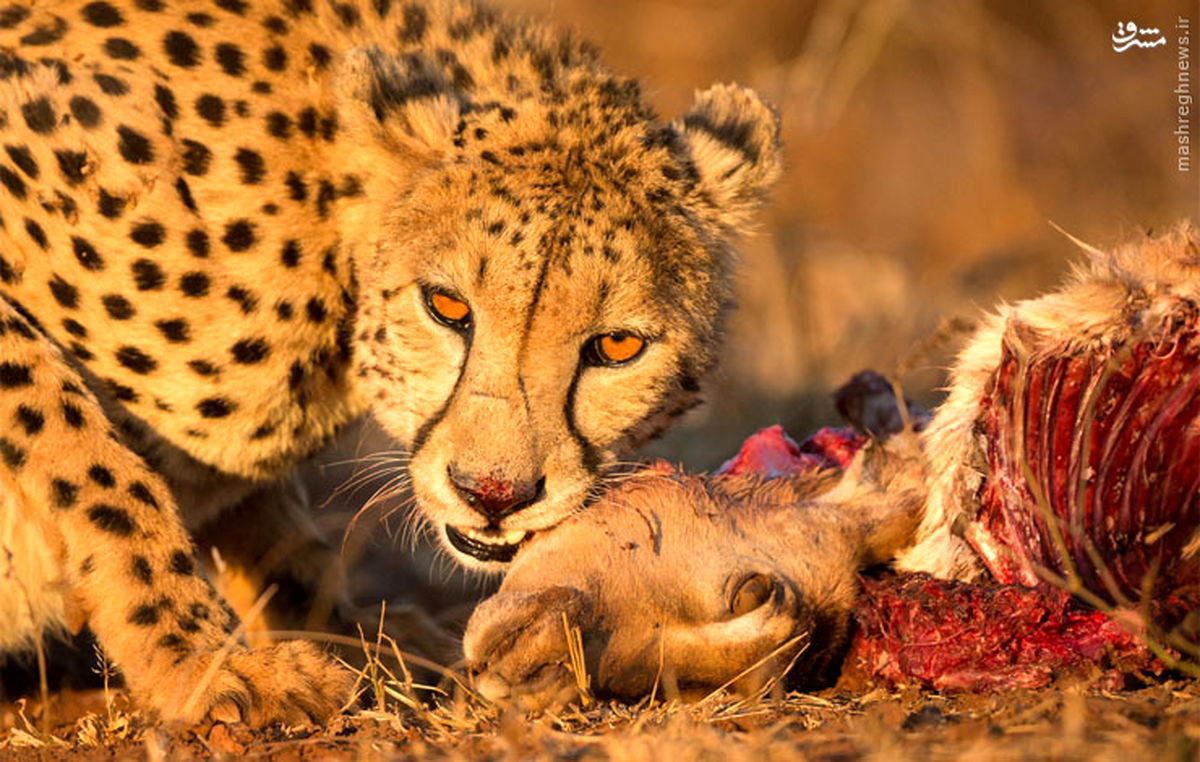 عکس: ژست یوزپلنگ سر میز غذا