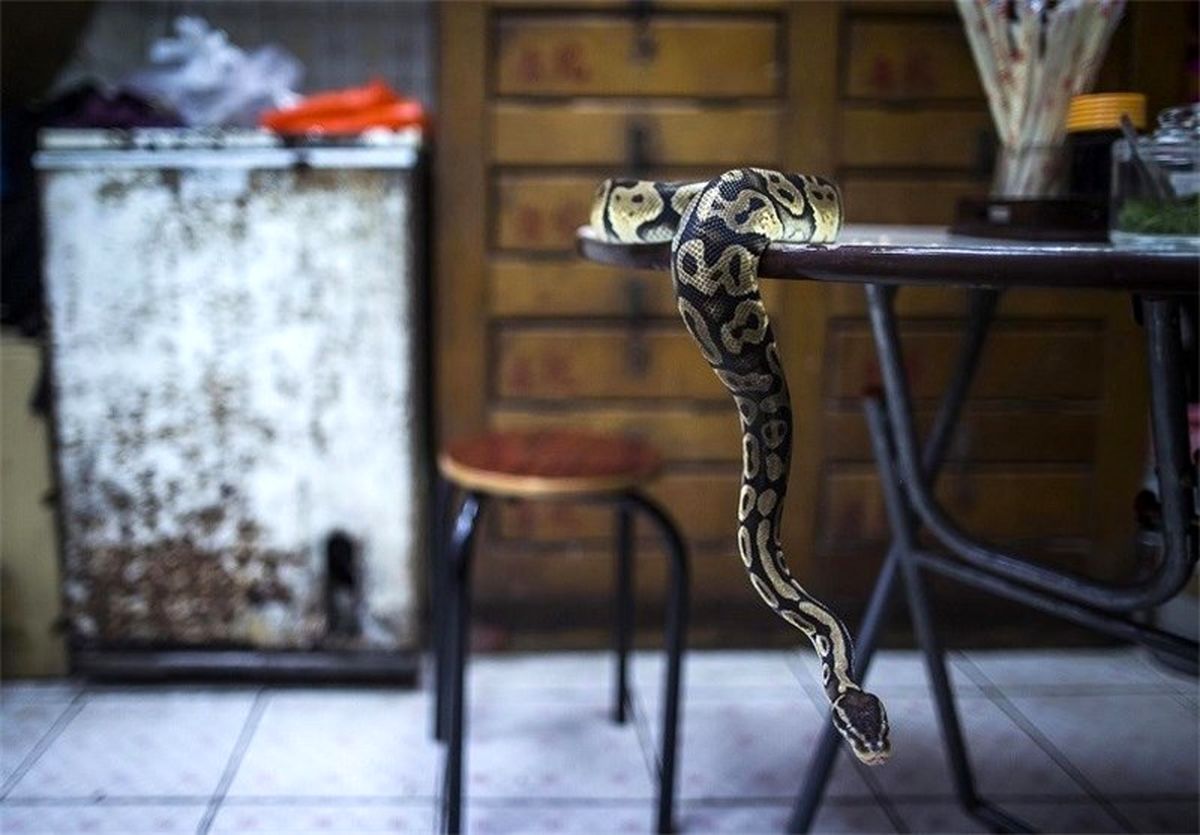 «سوپ مار»؛ غذای مورد علاقه هنگکنگیها+ تصاویر