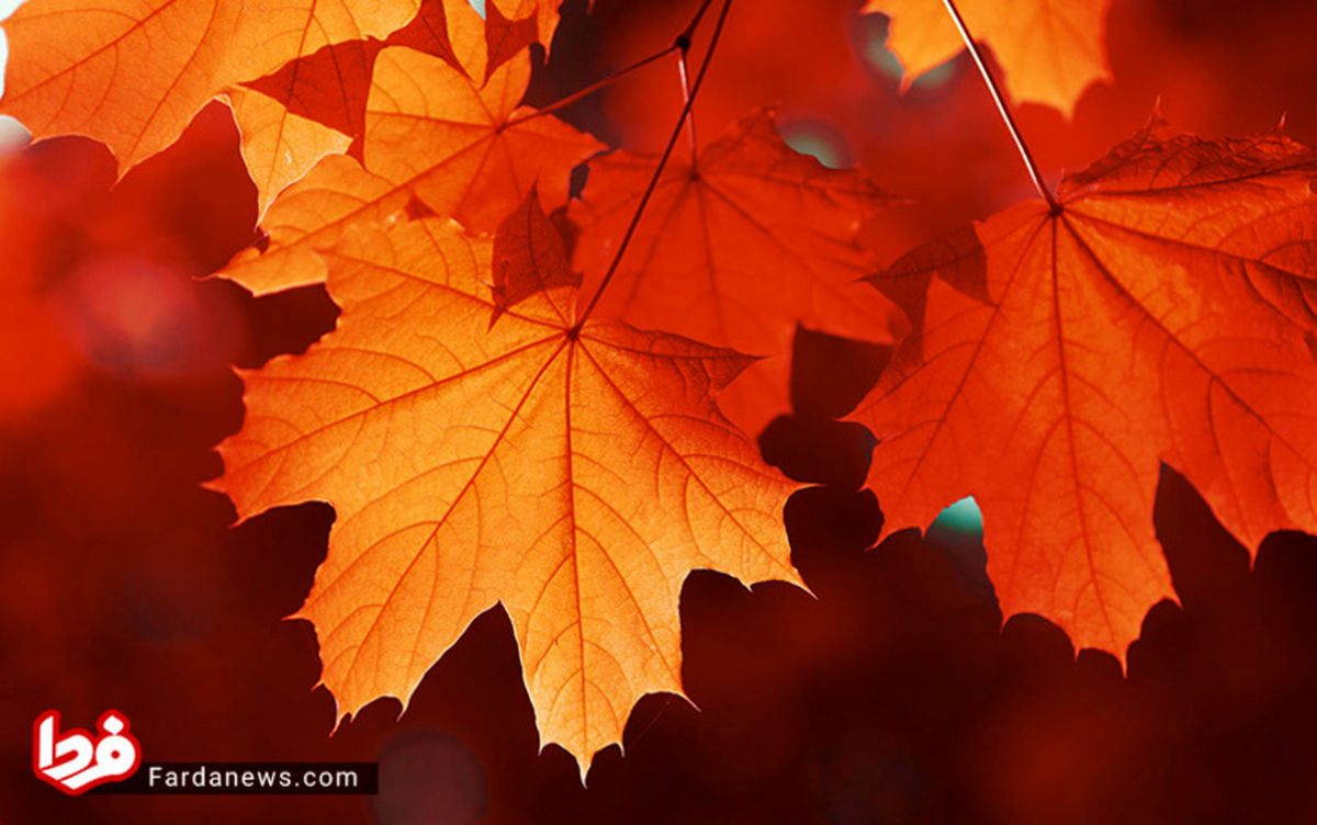 تصاویر: رنگ‌های پاییز