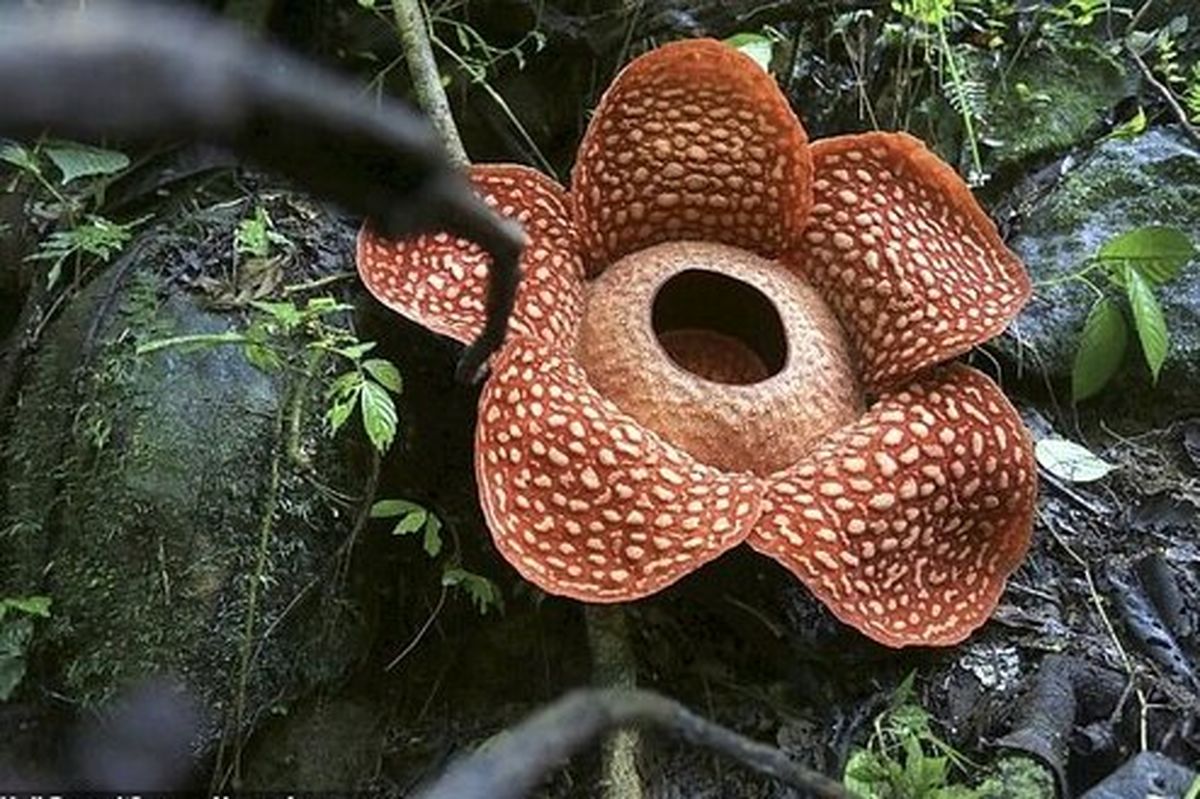 گل ۱۱۷ متری عظیمی در جنگل اندونزی رویید! +تصاویر