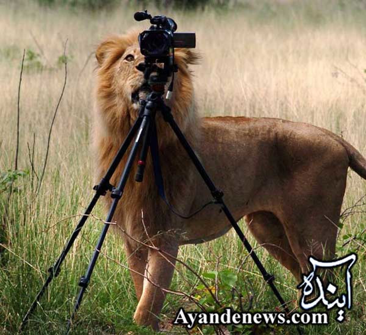 عکس/ سلطان بدنبال فیلمبردار فراری!