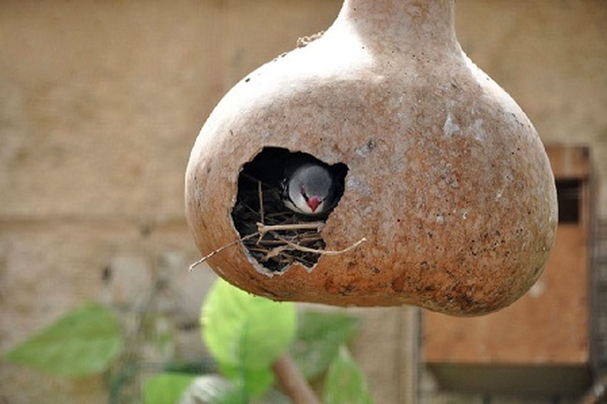 عکس/ خانه ای از جنس کدو تنبل