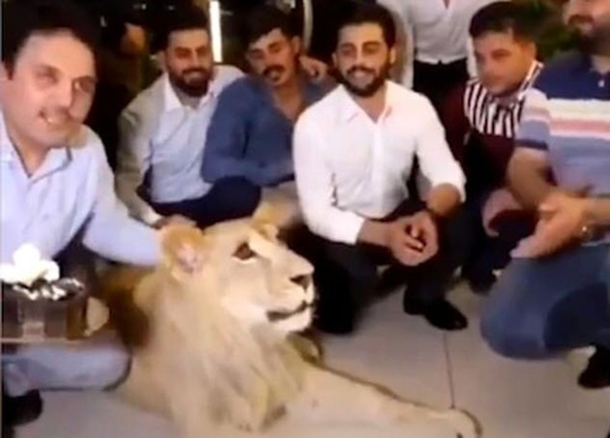 بلایی که صاحب بی‌وجدان سر شیر بیچاره آورد! +فیلم