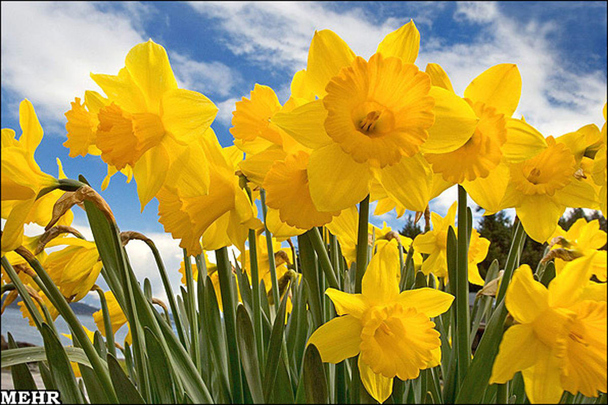 گل نرگس کلید درمان افسردگی