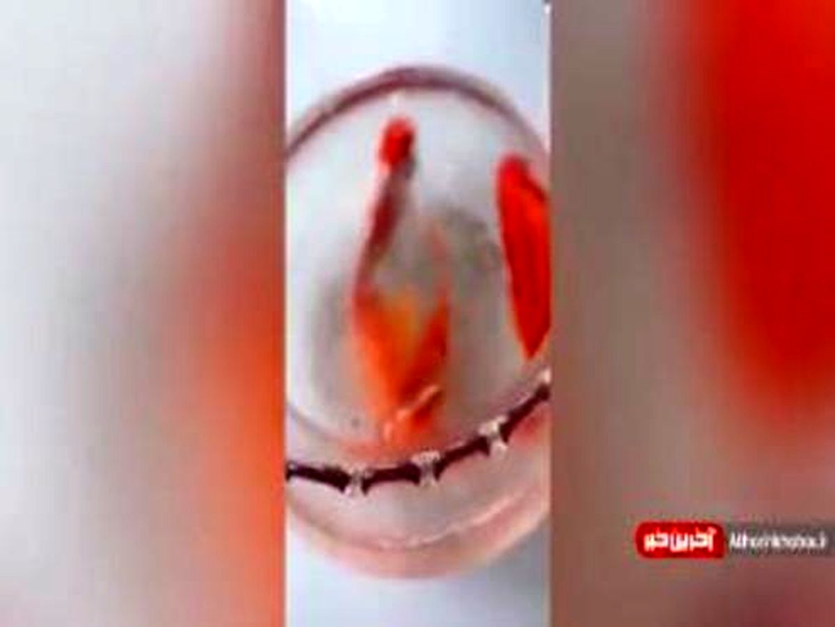 زنده شدن ماهی های قرمز بعد از یخ زدگی! +فیلم