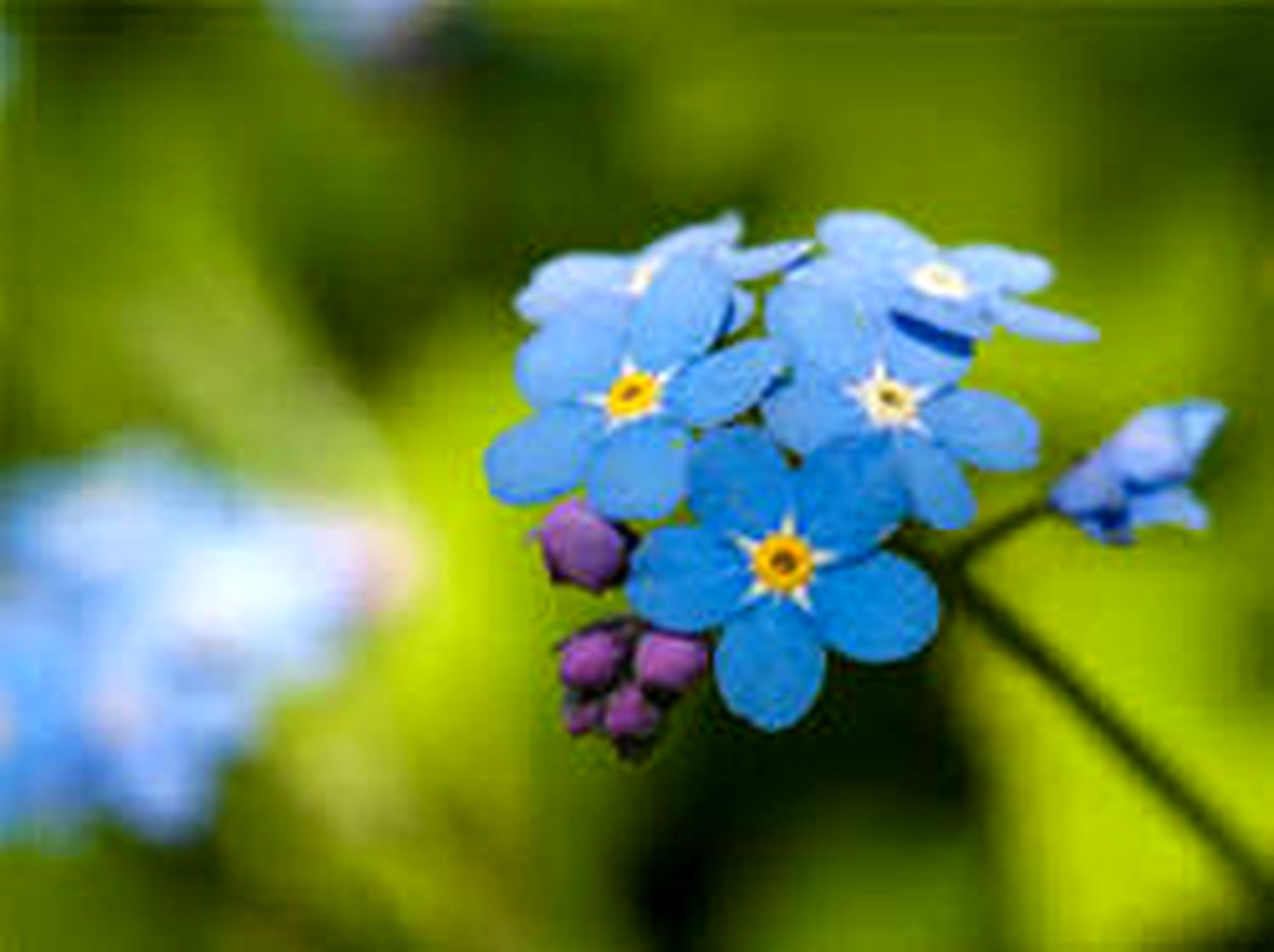 آموزش کاشت گل فراموشم مکن