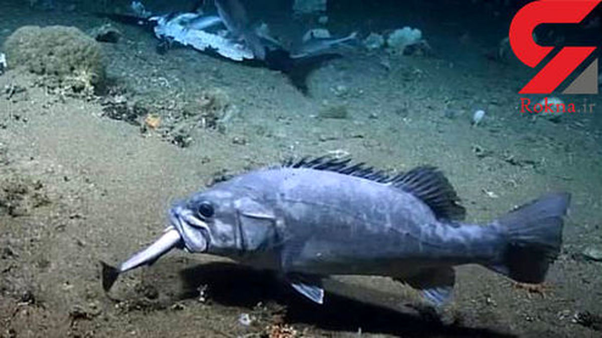 تصویر شوکه کننده از ماهی که کوسه را زنده زنده خورد!