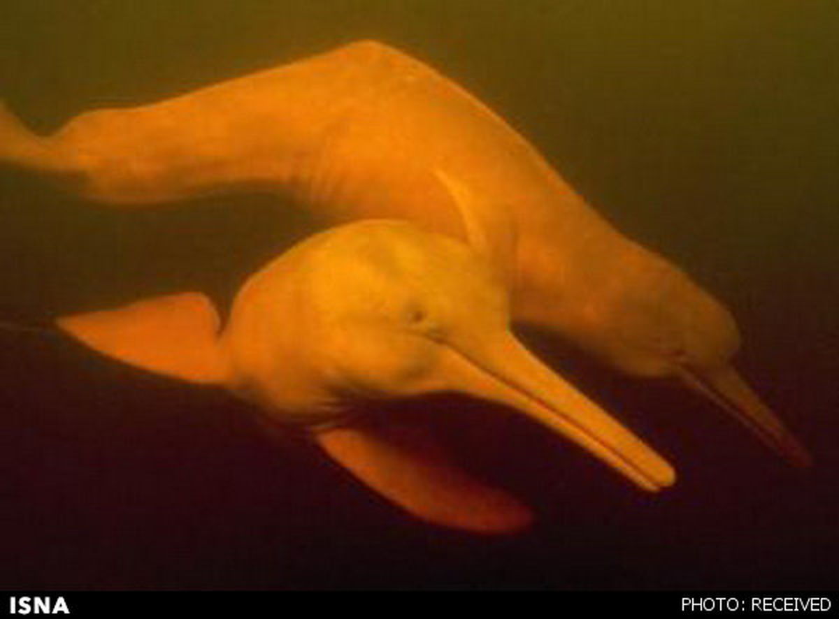 کشف گونه جدید دلفین‌های رودخانه‌ای