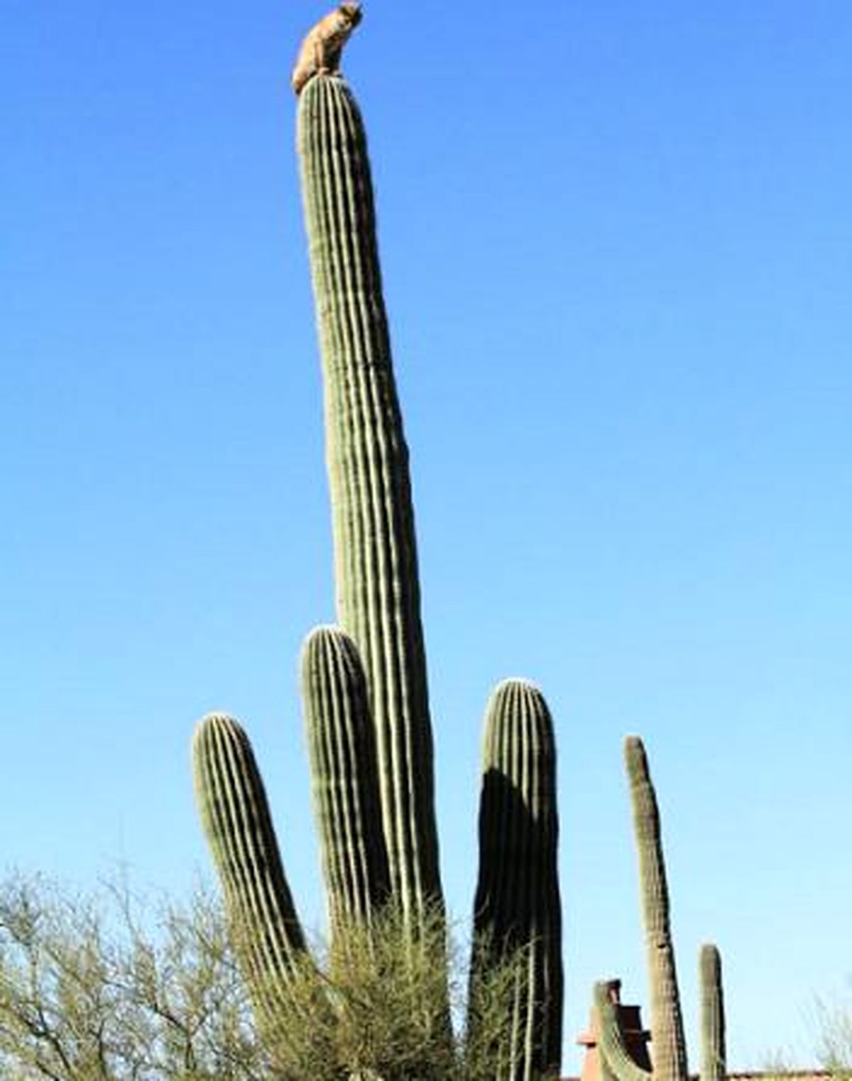 عکس/ نکته جالب این تصویر را پیدا کنید!