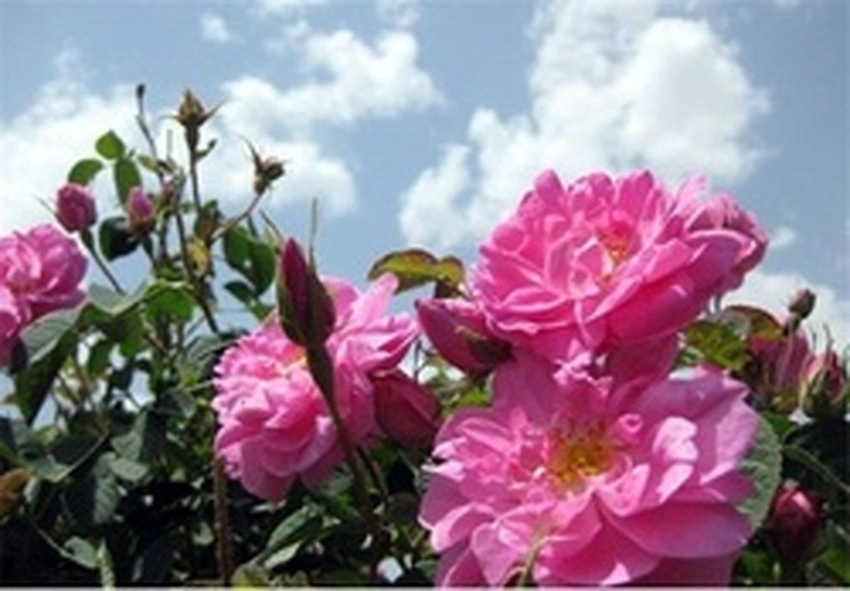 برای رفع استرس گل سرخ و گل یاس ببوید