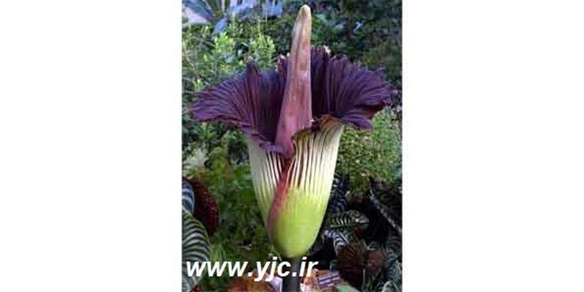 بدبوترین گل های دنیا / تصاویر